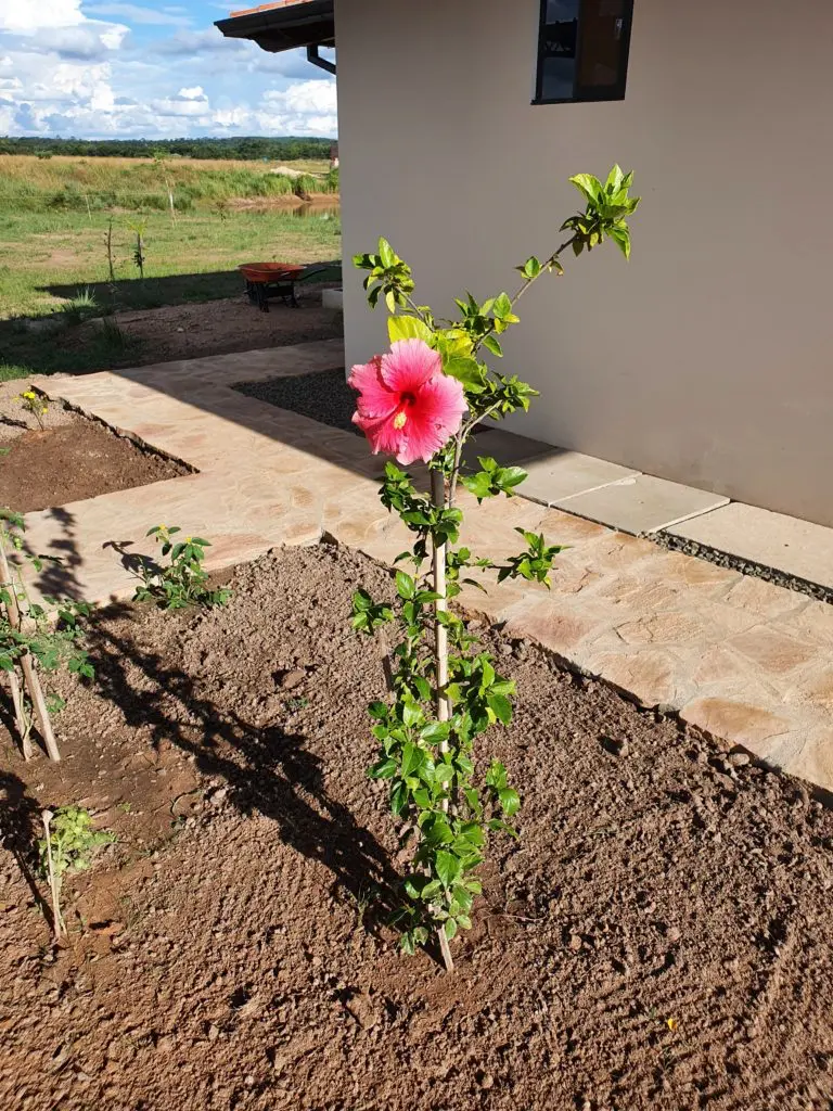 Hibiskus